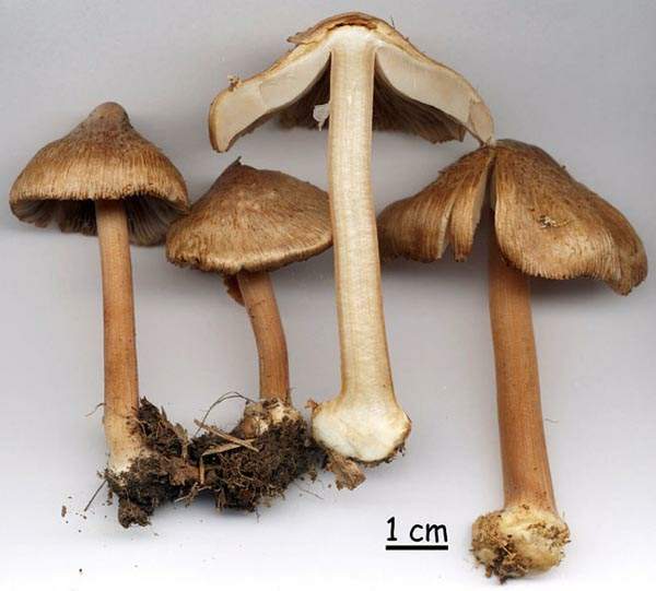 Inocybe asterospora